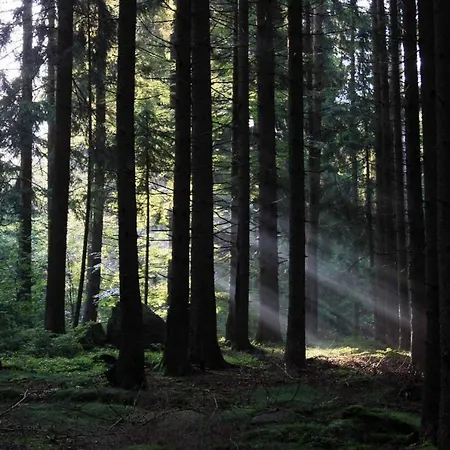 Corinna 4* Kirchdorf im Wald
